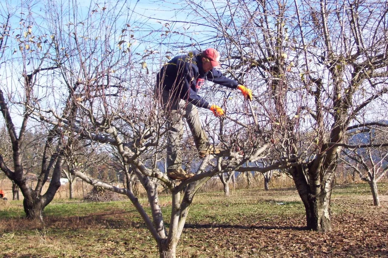 Being-pruned