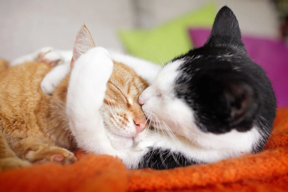 Hugs-Blog-1200x800