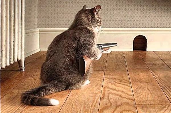 cat-600x399