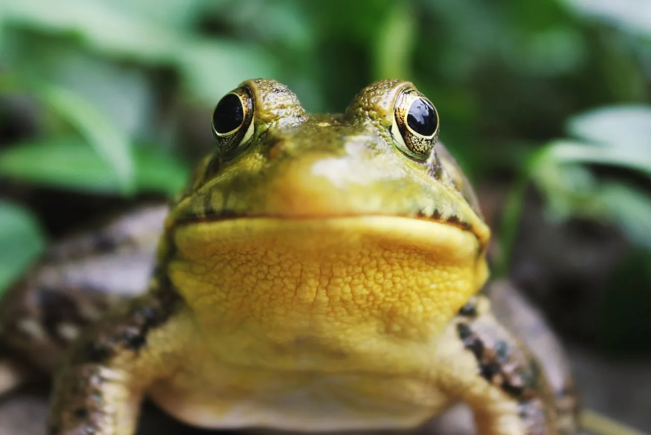 One-more-frog