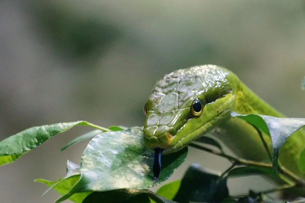 Serpent hidden among leaves, representing the voice of accusation, guilt, shame, and condemnation in spiritual battles.