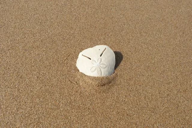 THe-pansy-shell