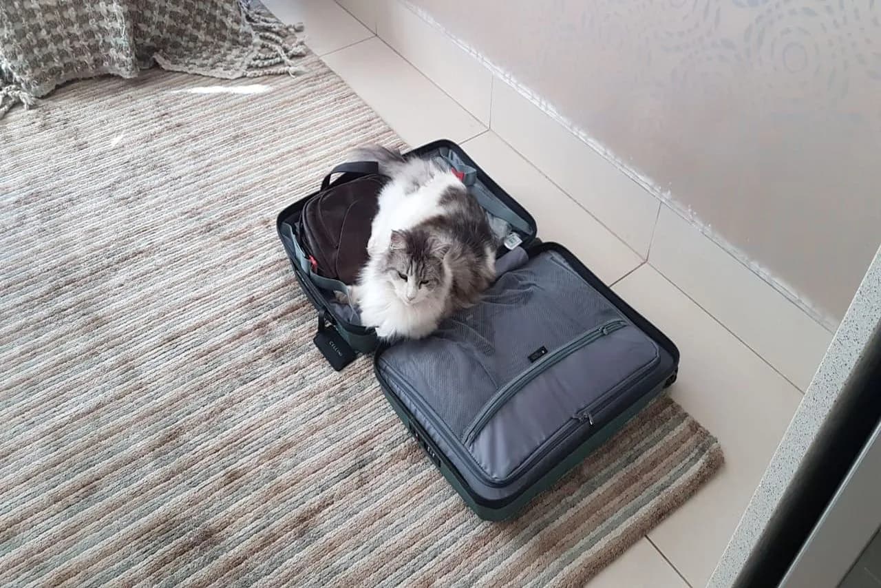 the suitcase