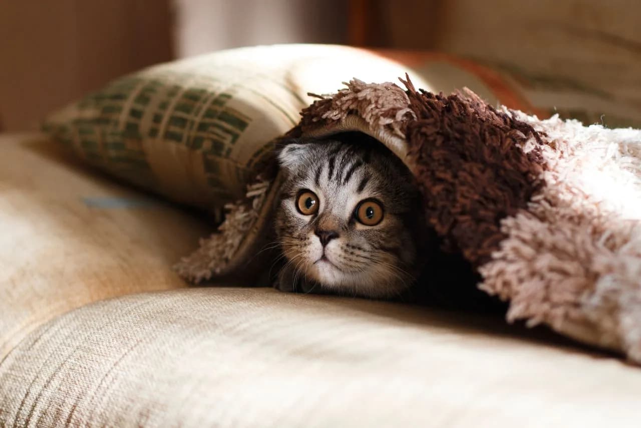wrapped-up